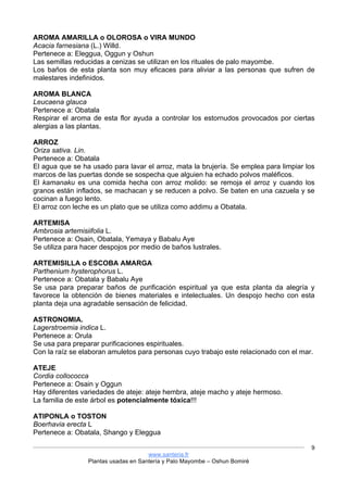 www.santeria.fr
Plantas usadas en Santería y Palo Mayombe – Oshun Bomiré
9
AROMA AMARILLA o OLOROSA o VIRA MUNDO
Acacia farnesiana (L.) Willd.
Pertenece a: Eleggua, Oggun y Oshun
Las semillas reducidas a cenizas se utilizan en los rituales de palo mayombe.
Los baños de esta planta son muy eficaces para aliviar a las personas que sufren de
malestares indefinidos.
AROMA BLANCA
Leucaena glauca
Pertenece a: Obatala
Respirar el aroma de esta flor ayuda a controlar los estornudos provocados por ciertas
alergias a las plantas.
ARROZ
Oriza sativa. Lin.
Pertenece a: Obatala
El agua que se ha usado para lavar el arroz, mata la brujería. Se emplea para limpiar los
marcos de las puertas donde se sospecha que alguien ha echado polvos maléficos.
El kamanaku es una comida hecha con arroz molido: se remoja el arroz y cuando los
granos están inflados, se machacan y se reducen a polvo. Se baten en una cazuela y se
cocinan a fuego lento.
El arroz con leche es un plato que se utiliza como addimu a Obatala.
ARTEMISA
Ambrosia artemisiifolia L.
Pertenece a: Osain, Obatala, Yemaya y Babalu Aye
Se utiliza para hacer despojos por medio de baños lustrales.
ARTEMISILLA o ESCOBA AMARGA
Parthenium hysterophorus L.
Pertenece a: Obatala y Babalu Aye
Se usa para preparar baños de purificación espiritual ya que esta planta da alegría y
favorece la obtención de bienes materiales e intelectuales. Un despojo hecho con esta
planta deja una agradable sensación de felicidad.
ASTRONOMIA.
Lagerstroemia indica L.
Pertenece a: Orula
Se usa para preparar purificaciones espirituales.
Con la raíz se elaboran amuletos para personas cuyo trabajo este relacionado con el mar.
ATEJE
Cordia collococca
Pertenece a: Osain y Oggun
Hay diferentes variedades de ateje: ateje hembra, ateje macho y ateje hermoso.
La familia de este árbol es potencialmente tóxica!!!
ATIPONLA o TOSTON
Boerhavia erecta L
Pertenece a: Obatala, Shango y Eleggua
 