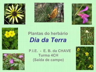 Plantas do herbário
Dia da Terra
P.I.E. - E. B. da CHAVE
Turma 4CH
(Saída de campo)
 