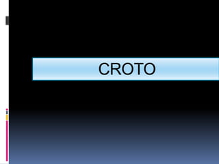 CROTO