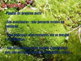 Plantas de pequeno porte São avasculares : não possuem tecidos de condução Seus principais representantes são os musgos e as hepáticas. São classificadas como plantas  Criptógamas,  pois não possuem estrutura reprodutiva visível. 