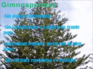 São plantas  Fanerógamas. São vascularizadas e a maioria de grande porte. Apresentam sementes, porém não formam frutos. Sua estrutura reprodutiva é o estróbilo. 