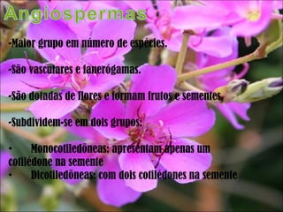 Maior grupo em número de espécies. São vasculares e fanerógamas. São dotadas de flores e formam frutos e sementes. Subdividem-se em dois grupos:  Monocotiledôneas: apresentam apenas um cotilédone na semente Dicotiledôneas: com dois cotilédones na semente 