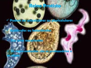 Reino Protista Podem ser unicelulares ou pluricelulares   Autótrofos ou heterótrofos São seres eucariontes Os representantes são os protozoários e as algas 