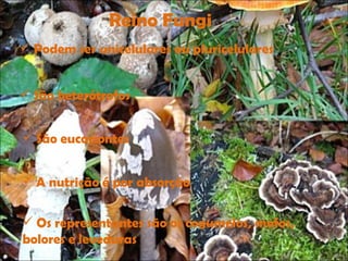 Reino Fungi Podem ser unicelulares ou pluricelulares São heterótrofos São eucariontes A nutrição é por absorção Os representantes são os cogumelos, mofos, bolores e leveduras 