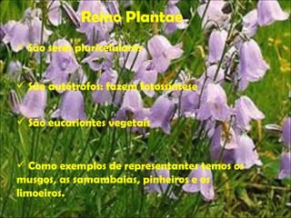 Reino Plantae São seres pluricelulares São autótrofos: fazem fotossíntese São eucariontes vegetais Como exemplos de representantes temos os musgos, as samambaias, pinheiros e os limoeiros. 