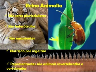 Reino Animalia São seres pluricelulares São heterótrofos São eucariontes Nutrição por ingestão Representantes são animais invertebrados e vertebrados 