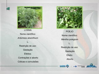 LOSNA
Nome científico:
Artemisia absinthium
L.
Restrição de uso:
Gestação
Efeitos:
Contrações e aborto
Cólicas e convulsões
POEJO
Nome científico:
Mentha pulegium
L.
Restrição de uso:
Gestação
Efeito:
Aborto
 