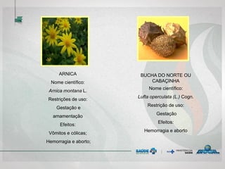 ARNICA
Nome científico:
Arnica montana L.
Restrições de uso:
Gestação e
amamentação
Efeitos:
Vômitos e cólicas;
Hemorragia e aborto;
BUCHA DO NORTE OU
CABAÇINHA
Nome científico:
Lufta operculata (L.) Cogn.
Restrição de uso:
Gestação
Efeitos:
Hemorragia e aborto
 