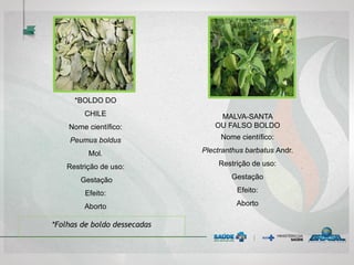 *BOLDO DO
CHILE
Nome científico:
Peumus boldus
Mol.
Restrição de uso:
Gestação
Efeito:
Aborto
MALVA-SANTA
OU FALSO BOLDO
Nome científico:
Plectranthus barbatus Andr.
Restrição de uso:
Gestação
Efeito:
Aborto
*Folhas de boldo dessecadas
 