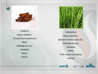 CANELA
Nome científico:
Cinnamomum zeylanicum
Nees.
Restrição de uso:
Gestação
Efeito:
Aborto
CARQUEJA
Nome científico:
Bacharis trimera (Less) DC.
Restrição de uso:
Gestação
Efeito:
Pode causar contrações
uterinas
 