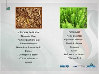 CAVALINHA
Nome científico:
Equisetum arvense L.
Restrição de uso:
Gestação
Efeito:
Deficiência de tiamina
(Vitamina B1 )
CÁSCARA SAGRADA
Nome científico:
Ramnus purshiana D.C.
Restrições de uso:
Gestação e Amamentação
Efeitos:
Contrações e aborto;
Cólicas e diarréia do
lactente
 