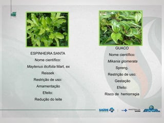 ESPINHEIRA SANTA
Nome científico:
Maytenus ilicifolia Mart. ex
Reissek
Restrição de uso:
Amamentação
Efeito:
Redução do leite
GUACO
Nome científico:
Mikania glomerata
Spreng.
Restrição de uso:
Gestação
Efeito:
Risco de hemorragia
 
