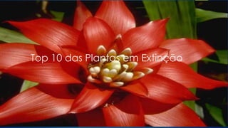 Top 10 das Plantas em Extinção
 