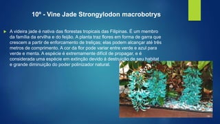10º - Vine Jade Strongylodon macrobotrys
 A videira jade é nativa das florestas tropicais das Filipinas. É um membro
da família da ervilha e do feijão. A planta traz flores em forma de garra que
crescem a partir de enforcamento de treliças; elas podem alcançar até três
metros de comprimento. A cor da flor pode variar entre verde e azul para
verde e menta. A espécie é extremamente difícil de propagar, e é
considerada uma espécie em extinção devido à destruição de seu habitat
e grande diminuição do poder polinizador natural.
 
