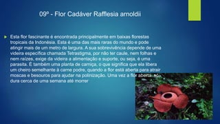 09º - Flor Cadáver Rafflesia arnoldii
 Esta flor fascinante é encontrada principalmente em baixas florestas
tropicais da Indonésia. Esta é uma das mais raras do mundo e pode
atingir mais de um metro de largura. A sua sobrevivência depende de uma
videira específica chamada Tetrastigma, por não ter caule, nem folhas e
nem raízes, exige da videira a alimentação e suporte, ou seja, é uma
parasita. É também uma planta de carniça, o que significa que ela libera
um cheiro semelhante à carne podre, quando a flor está aberta para atrair
moscas e besouros para ajudar na polinização. Uma vez a flor aberta, só
dura cerca de uma semana até morrer.
 