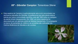 08º - Gibraltar Campion Tomentosa Silene
 Esta espécie de Campion é particularmente rara e só é encontrada nos
penhascos elevados de Gibraltar. Acreditava-se que esta planta estava
extinta por toda a comunidade científica, pois até 1992 todos os vestígios
da planta tinham desaparecido. Em 1994, um único espécime foi
descoberto por um alpinista sobre as falésias inacessíveis. Foi propagada
no banco de sementes do milênio e as amostras são cultivadas nos
Centros Botânicos de Gibraltar e de Londres
 