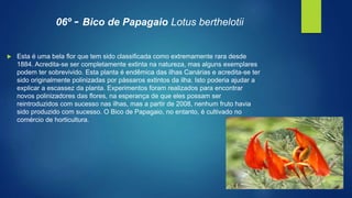 06º - Bico de Papagaio Lotus berthelotii
 Esta é uma bela flor que tem sido classificada como extremamente rara desde
1884. Acredita-se ser completamente extinta na natureza, mas alguns exemplares
podem ter sobrevivido. Esta planta é endêmica das ilhas Canárias e acredita-se ter
sido originalmente polinizadas por pássaros extintos da ilha. Isto poderia ajudar a
explicar a escassez da planta. Experimentos foram realizados para encontrar
novos polinizadores das flores, na esperança de que eles possam ser
reintroduzidos com sucesso nas ilhas, mas a partir de 2008, nenhum fruto havia
sido produzido com sucesso. O Bico de Papagaio, no entanto, é cultivado no
comércio de horticultura.
 