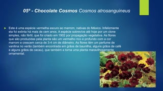 05º - Chocolate Cosmos Cosmos atrosanguineus
 Este é uma espécie vermelha escuro ao marrom, nativas do México. Infelizmente
ela foi extinta há mais de cem anos. A espécie sobrevive até hoje por um clone
simples, não fértil, que foi criado em 1902 por propagação vegetativa. As flores
que são produzidas pela planta são um vermelho rico e profundo com a cor
marrom e crescem cerca de 3-4 cm de diâmetro. As flores têm um perfume de
vanilina no verão (também encontrada em grãos de baunilha, alguns grãos de café
e alguns grãos de cacau), que também a torna uma planta maravilhosamente
ornamental.
 