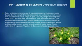 03º - Sapatinhos de Senhora Cypripedium calceolus
 Este é um tipo extremamente raro de orquídea selvagem encontrada em toda a
Europa. O único exemplar britânico desta planta, que costumava ser mais comum,
pode ser encontrado em um campo de golfe e fica sob proteção policial rigorosa
desde 1917. Uma muda pode ser vendida por cinco mil dólares nos EUA. Suas
sementes não têm alimento para a planta crescer, por isso vive em uma relação
simbiótica com um tipo específico de fungo, que lhe proporciona alimento, até que
as folhas adultas possam produzir alimento suficiente para a planta. Existem
muitos tipos de orquídeas “Sapatinho de Senhora”, muitas das quais são raras.
 