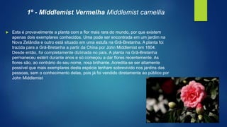 1º - Middlemist Vermelha Middlemist camellia
 Esta é provavelmente a planta com a flor mais rara do mundo, por que existem
apenas dois exemplares conhecidos. Uma pode ser encontrada em um jardim na
Nova Zelândia e outro está situado em uma estufa na Grã-Bretanha. A planta foi
trazida para a Grã-Bretanha a partir da China por John Middlemist em 1804.
Desde então, foi completamente dizimada no país. A planta na Grã-Bretanha
permaneceu estéril durante anos e só começou a dar flores recentemente. As
flores são, ao contrário do seu nome, rosa brilhante. Acredita-se ser altamente
possível que mais exemplares desta espécie tenham sobrevivido nos jardins das
pessoas, sem o conhecimento delas, pois já foi vendido diretamente ao público por
John Middlemist
 