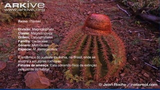 Reino: Plantae
Divisão: Magnoliophyta
Classe: Magnoliopsida
Ordem: Caryophyllales
Família: Cactaceae
Género: Melocactus
Espécie: M. deinacanthus
É endêmica do sudeste da Bahia, no Brasil, onde se
encontra em zonas rochosas.
Fatores de ameaça: Está correndo risco de extinção
pela perda do habitat.
 