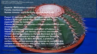 Espécie : Melocactus conoideus
Família :Cactaceae
Nomes comuns: coroa-de-frade ou cabeça-de-frade
Possui 32 espécies diferentes, distribuídas pelo México,
Caribe e América Central até o sudoeste da Bahia , em
especial Vitória da Conquista .
Fatores de ameaça: vandalismo e colheita indiscriminada para
ornamentação.
Diante desta responsabilidade ambiental, a Prefeitura de
Vitória da Conquista, por decreto, reservou uma área de
115.644 metros quadrados no Parque Municipal da Serra do
Periperi. Além de separar a área, protegida por fiscais da
Secretaria Municipal do Meio Ambiente, a prefeitura
confeccionou cartões-postais com estampa da cactácea, que
também foi registrada em selo postal, feito na Casa da Moeda,
sob encomenda dos Correios.
 