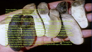 Nome cientifico: Amburana Cearensis (Feire Allemão)
Divisão: Magnoliophyta (Angiospermae)
Classe: Magnoliopsida (Dicotiledonae)
Ordem: Fabales
Família: Fabaceae (Papilionoideae, Leguminosae)
Espécie: Amburana cearensis (Freire Allemão) A. C. Smith, Tropical Woods, 62:30,
1940.
Nomes comuns: cerejeita, ambaurana, amburana, amburana-de-cheiro, angelim,
baru, cabocla e imburana-cheirosa, cerejeira-rajada, cumaré, cumaru, cumaru-de-
cheiro, imburana-brava, cumaru-do-ceará, cumbaru, cumbaru-das-caatingas,
emburana, imburana, imburana-de-cheiro, louro-ingá, umburana, umburana-lisa,
umburana-macho, umburana-de-cheiro,umburana-vermelha, ishpingo, palo, trébol,
roble criollo e tumi.
Conservação de Recursos Genéticos
Amburana cearensis é uma espécie em risco de extinção no Brasil e no Paraguai. No
Brasil, ela está sendo conservada ex situ pelo Cenargem/Embrapa e recomenda-se
sua conservação in situ.
 
