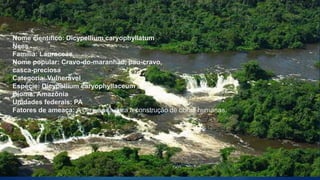 Nome científico: Dicypellium caryophyllatum
Nees
Família: Lauraceae
Nome popular: Cravo-do-maranhão, pau-cravo,
casca-preciosa
Categoria: Vulnerável
Espécie: Dicypellium caryophyllaceum
Bioma: Amazônia
Unidades federais: PA
Fatores de ameaça: A derrubada para a construção de obras humanas.
 