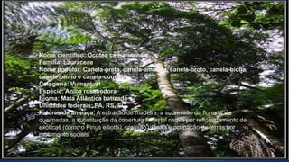 Nome científico: Ocotea catharinensis
Família: Lauraceae
Nome popular: Canela-preta, canela-amarela, canela-broto, canela-bicha,
canela-pinho e canela-coqueira.
Categoria: Vulnerável
Espécie: Aniba rosaeodora
Bioma: Mata Atlântica batizada
Unidades federais: PA, RS, SC
Fatores de ameaça: A extração de madeira, a supressão da floresta via
queimadas, a substituição da cobertura florestal nativa por reflorestamento de
exóticas (como o Pinus elliottii), pressão urbana e ocupação de terras por
movimento sociais.
 
