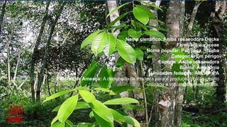 Nome científico: Aniba rosaeodora Ducke
Família: Lauraceae
Nome popular: Pau rosa, itaúba
Categoria: Em perigo
Espécie: Aniba rosaeodora
Bioma: Amazónia
Unidades federais: AM, AP, PA
Fatores de Ameaça: A derrubada de madeira para a produção do óleo muito
utilizado n indústria de perfumaria.
 