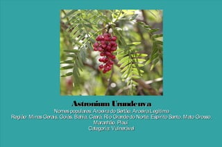 Astronium Urundeuva

Nomes populares: Aroeira do Sertão, Aroeira Legítima
Região: Minas Gerais, Goiás, Bahia, Ceará, Rio Grande do Norte, Espírito Santo, Mato Grosso,
Maranhão, Piauí
Categoria: Vulnerável

 