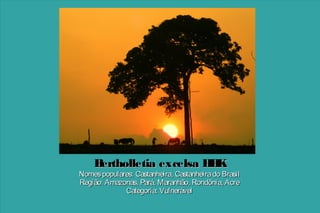 B
ertholletia excelsa H K
B

Nomes populares: Castanheira, Castanheira do Brasil
Região: Amazonas, Pará, Maranhão, Rondônia, Acre
Categoria: Vulnerável

 