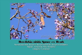 B
owdickia nitida Spruce ex B
enth

Nomes populares: Sucupira, Sucupira-da-Mata, Sucupira-verdadeira.
Região: Amazonas, Pará, Rondônia
Categoria: Vulnerável

 