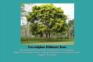 Caesalpina E
chinata L
am

Nomes populares: Pau-Brasil, Pau-Pernambuco, Ibirapitanga
Região: Rio de Janeiro, Bahia, Alagoas, Pernambuco, Rio Grande do Norte
Categoria: Em perigo

 