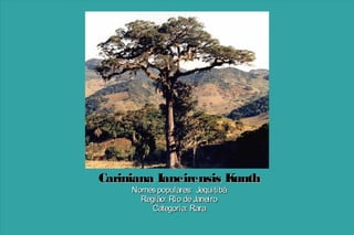 Cariniana Ianeirensis K
unth
Nomes populares: Jequitibá
Região: Rio de Janeiro
Categoria: Rara

 