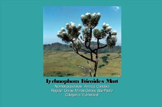 L
ychnophora E
ricoides M
art
Nomes populares: Arnica, Candeia
Região: Goiás, Minas Gerais, São Paulo
Categoria: Vulnerável

 