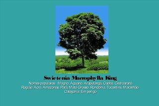 Swietenia M
acrophylla K
ing

Nomes populares: Mogno, Águano, Araputangá, Caoba, Cedroaraná
Região: Acre, Amazonas, Pará, Mato Grosso, Rondônia, Tocantins, Maranhão.
Categoria: Em perigo

 