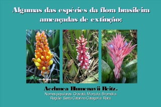Algumas das espécies da flora brasileira
ameaçadas de extinção:

Aechmea B
lumenavii Reitz.
Nomes populares: Gravatá, Monjola, Bromélia.
Região: Santa Catarina Categoria: Rara.

 