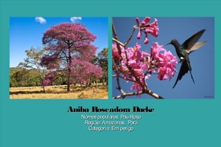 Aniba Roseadora Ducke
Nomes populares: Pau-Rosa
Região: Amazonas, Pará
Categoria: Em perigo

 
