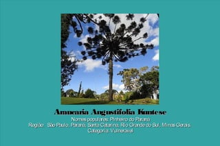 Araucaria Angustifolia K
untese

Nomes populares: Pinheiro do Paraná
Região: São Paulo, Paraná, Santa Catarina, Rio Grande do Sul, Minas Gerais.
Categoria: Vulnerável

 