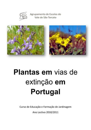 Agrupamento de Escolas do Vale de São Torcato <br />3016885255270-483016255665<br />Plantas em vias de extinção em Portugal<br />Curso de Educação e Formação de Jardinagem<br />Ano Lectivo 2010/2011<br />Índice<br />EspéciePáginaTuberaria major…………………………………………….3Ilex aquifolium ……………………………………………..4Quercus robur, Quercus faginea, Quercus pyrenaica ...5Convolvulus fernandesii ………………………………….6Plantago algarbiensis ……………………………………..7Plantago almogravensis ………………………………….8Linaria ricardoi ……………………………………………..9Omphalodes kuzinskyanae ………………………………10Narcissus scaberulus ……………………………………..11Marsilea quadrifolia ………………………………………12<br />29679902681605-35623526816052958465-42545-356235-42545  <br />Nome científico: Tuberaria major.<br />Nome vulgar: Álcar-do- -algarve. <br />Descrição: Planta vivaz de pequenas dimensões, com toiça lenhosa ramificada e folhas dispostas na base do caule. As flores são amarelas e apresentam-se em cimeiras terminais. A floração e a frutificação decorrem de Fevereiro a Maio.<br />Distribuição geográfica: Prefere solos arenosos, ácidos e ocorre em clareiras de matos adaptados a condições de secura (xerófilos).<br />29203652548255-4038602538730-403860-1568452920365-156845  <br />Nome científico: Ilex aquifolium.<br />Nome vulgar: Azevinho.<br />Descrição: é um arbusto de folha (botânica) persistente da família das Aquifoliaceae, cultivado normalmente para efeitos ornamentais devido aos seus frutos vermelhos. Estes frutos também são denominados de azevinhos, ou de bagas. O azevinho comum é um arbusto de crescimento muito lento, atingindo em adulto de quatro a seis metros de altura. Alguns pés chegam a formar autênticas árvores. Pode viver 100 anos ou mais.<br />Distribuição geográfica: Nativo em quase toda a Europa, Norte de África e Sudoeste da Ásia, o Azevinho é uma espécie autóctone rara, que enfrenta uma séria ameaça de extinção em Portugal, sendo por isso totalmente proibida a sua colheita. A principal causa do seu desaparecimento deve-se à excessiva procura para fins ornamentais durante a quadra Natalícia.<br />-403860255778029203652557780-403860-1568452920365-156845  <br />Nome científico: Quercus robur, Quercus faginea, Quercus pyrenaica, etc.<br />Nome vulgar: Carvalho.<br />Descrição: Outrora, nas florestas portuguesas abundavam os carvalhos. Mas quando se descobriu que a qualidade da madeira destas árvores era boa, os seus troncos foram utilizados na indústria do mobiliário e na construção civil. Por outro lado, também muitas florestas não conseguiram resistir ao fogo destruidor. Hoje, os carvalhos passaram para a lista das espécies mais ameaçadas. Amanhã, talvez deixem mesmo de existir.<br />Distribuição geográfica: Carvalho é a designação comum das cerca de seiscentas espécies de árvores do género Quercus da família Fagaceae e de outros géneros relacionados, nomeadamente Lithocarpus. O género é nativo do hemisfério norte e inclui tanto espécies caducas como perenes que se estendem desde latitudes altas até a Ásia tropical e a América. Em geral, as espécies de folha caduca distribuem-se mais para o norte e as de folha persistente para o sul. Os frutos do carvalho chamam-se bolotas ou landes.<br />33559752138680-27051024530053042285-242570-270510-242570  <br />Nome científico: Convolvulus fernandesii.<br />Nome vulgar: Corriola-do-espichel.<br />Descrição: É um arbusto ramificado de flores brancas. Habita fendas de afloramentos calcários e substratos instáveis ao longo das arribas com exposição predominantemente Sul. A floração decorre de Fevereiro a Junho.<br />Distribuição geográfica: Cabo Espichel e ao litoral da Serra da Arrábida.<br />-3562352643505296799026530303263265-347345-356235-52070  <br />Nome científico: Plantago algarbiensis.<br />Nome vulgar: Diabelha-do-algarve.<br />Descrição: Planta vivaz, arrosetada, com toiça lenhosa raramente dividida em duas. As folhas são lineares e agudas. Floresce de Maio a Agosto.<br />Distribuição geográfica: Ocorre em solos argilosos, por vezes sujeitos a encharcamento temporário. Prefere zonas a jusante de pequenas nascentes de água ou clareiras de matos baixos acidófilos. É de salientar o comportamento ruderal da espécie em depósitos de entulhos resultantes das explorações de argila.<br />29679902681605-35623526816052967990-42545-356235-42545  <br />Nome científico: Plantago almogravensis.<br />Nome vulgar: Diabelha-do-almograve.<br />Descrição: É um arbusto de pequenas dimensões, com forma almofadada, de ramos curtos que terminam em rosetas foliares estreladas. As folhas são lineares e bicudas.<br />Distribuição geográfica: Esta espécie ocorre na faixa costeira, em solos arenosos pouco desenvolvidos com elevado teor em argila e ferro. Coloniza as clareiras de matos litorais, ocupando locais com água disponível nas camadas sub-superficiais do solo no Inverno e na Primavera. <br />291084024625302910840-242570-4229102462530-422910-242570  <br />Nome científico: Linaria ricardoi.<br />Nome vulgar: <br />Descrição: É uma planta anual, de folhas lineares e carnudas, com a margem um tanto enrolada. As inflorescências formam um cacho com cerca de 17 flores, de corola pequena (9-12 mm) e cor violácea. A floração e frutificação desta espécie decorrem entre Fevereiro e Junho.<br />Distribuição geográfica: Herbácea endémica de Portugal continental associada aos ecossistemas agrícolas do Baixo Alentejo.<br />-2990852672080301561526720803025140-52070-299085-52070  <br />Nome científico: Omphalodes kuzinskyanae.<br />Nome vulgar: Miosótis-das-praias.<br />Descrição: Planta anual de pequenas dimensões (6 a 20 cm) e flores branco-azuladas. A germinação tem início em Novembro e prolonga-se até Fevereiro ou Março. A época de floração decorre de Março a Junho. O período de frutificação coincide parcialmente com o período de floração e a maioria das plantas morre antes de Julho.<br />Distribuição geográfica: A área de distribuição da espécie é muito restrita. As populações conhecidas estão incluídas na sua totalidade na área do Parque Natural de Sintra-Cascais. Nesta área, a espécie encontra-se em zonas com condições ecológicas variadas, desenvolvendo-se em dunas consolidadas, junto ao mar, assim como no topo das arribas costeiras em solos calcários, graníticos ou de areia. A espécie mostra, no entanto, uma clara preferência por solos arenosos e locais ensombrados. <br />303466525863553034665-118745-2990852586355-299085-118745  <br />Nome científico: Narcissus scaberulus.<br />Nome vulgar: Narciso-do-mondego.<br />Descrição: É uma planta bolbosa, com duas a sete flores amarelas. O período de floração é muito curto, decorrendo de Fevereiro a Abril em função das condições climatéricas.<br />Distribuição geográfica: Esta espécie ocorre geralmente em áreas abertas e clareiras florestais e apenas em substratos graníticos.<br />-3657602681605294894026816052948940-42545-356235-42545  <br />Nome científico: Marsilea quadrifolia.<br />Nome vulgar: Trevo-de-quatro-folhas.<br />Descrição: É um feto semi-aquático que se assemelha a um trevo, apresentando folhas compostas por quatro folíolos.<br />Distribuição geográfica: Habita locais, periódica ou permanentemente, inundados, margens de rios ou reentrâncias fluviais onde a velocidade da água é moderada.<br />