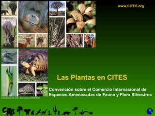 1
Convención sobre el Comercio Internacional de
Especies Amenazadas de Fauna y Flora Silvestres
Las Plantas en CITES
www.CITES.org
© Derechos de autor Secretaría CITES 2010
 