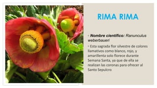 RIMA RIMA
◦ Nombre científico: Ranunculus
weberbaueri
◦ Esta sagrada flor silvestre de colores
llamativos como blanco, rojo, y
amarillenta solo florece durante
Semana Santa, ya que de ella se
realizan las coronas para ofrecer al
Santo Sepulcro.
 