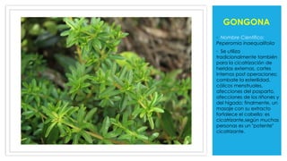 GONGONA
◦ Nombre Científico:
Peperomia inaequalifolia
◦ Se utiliza
tradicionalmente también
para la cicatrización de
heridas externas, cortes
internos post operaciones;
combate la esterilidad,
cólicos menstruales,
afecciones del posparto,
afecciones de los riñones y
del hígado; finalmente, un
masaje con su extracto
fortalece el cabello; es
cicatrizante,según muchas
personas es un "potente"
cicatrizante.
 
