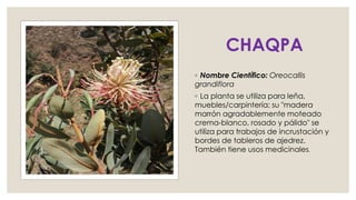 CHAQPA
◦ Nombre Científico: Oreocallis
grandiflora
◦ La planta se utiliza para leña,
muebles/carpintería; su "madera
marrón agradablemente moteado
crema-blanco, rosado y pálido" se
utiliza para trabajos de incrustación y
bordes de tableros de ajedrez.
También tiene usos medicinales.
 