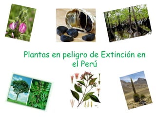 Plantas en peligro de Extinción en el Perú 