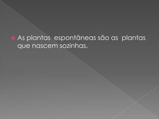    As plantas espontâneas são as plantas
    que nascem sozinhas.
 