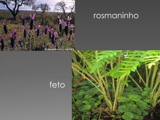 rosmaninho




feto
 
