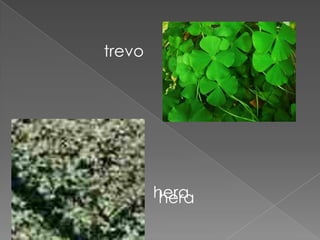 trevo




        hera
         hera
 
