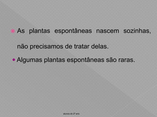  As plantas espontâneas nascem sozinhas,
não precisamos de tratar delas.
alunos do 2º ano
 Algumas plantas espontâneas são raras.
 